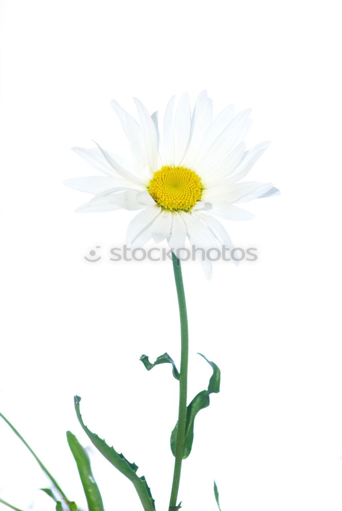 Similar – Image, Stock Photo FADE AWAY. Flower