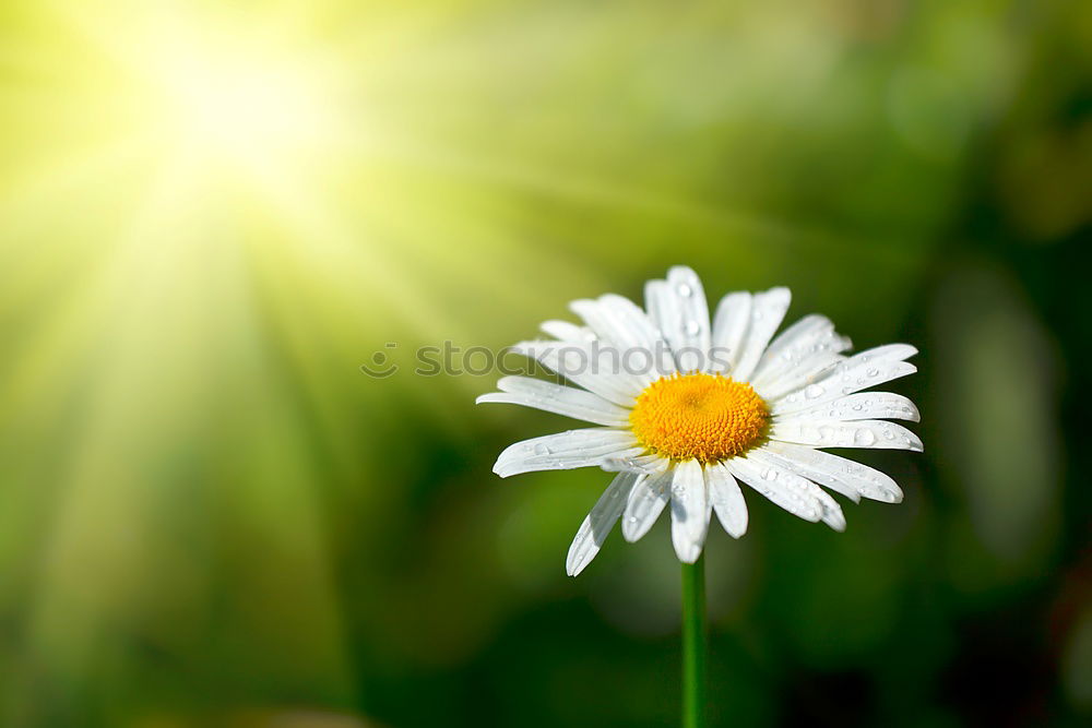 Similar – Image, Stock Photo Taraxacum Blossom Flower