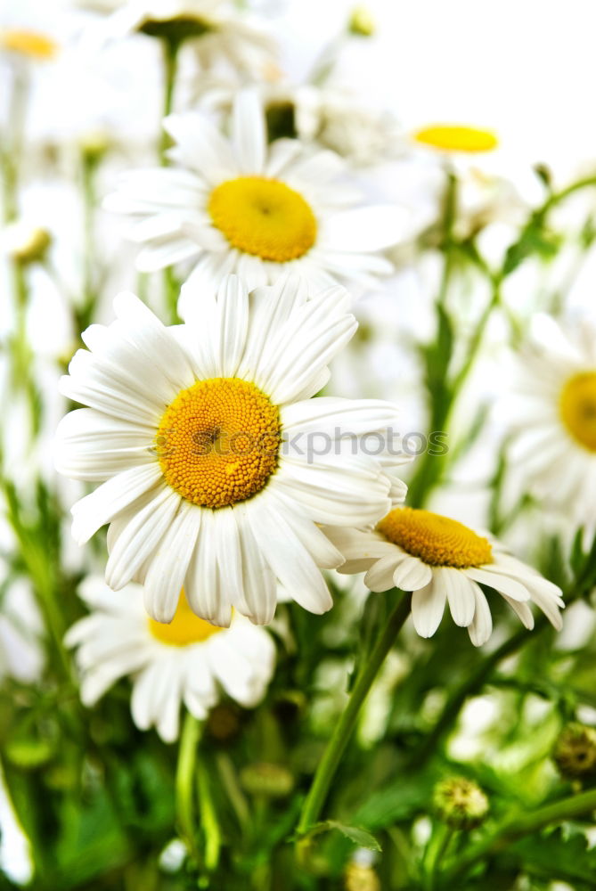 Similar – Old and dirty boots filled with flowers