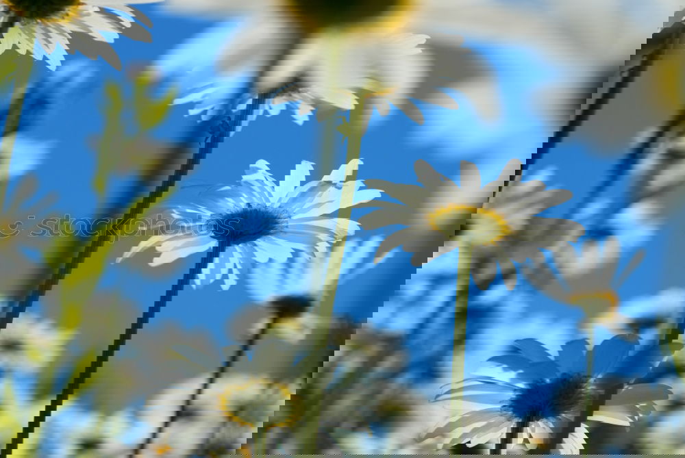 Similar – Foto Bild blauweißer Wunschtraum