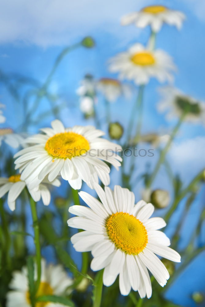 Similar – blooming margarites in sunlight in front of a blue sky