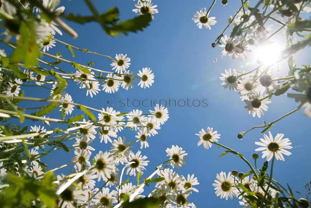 back to summer! Plant