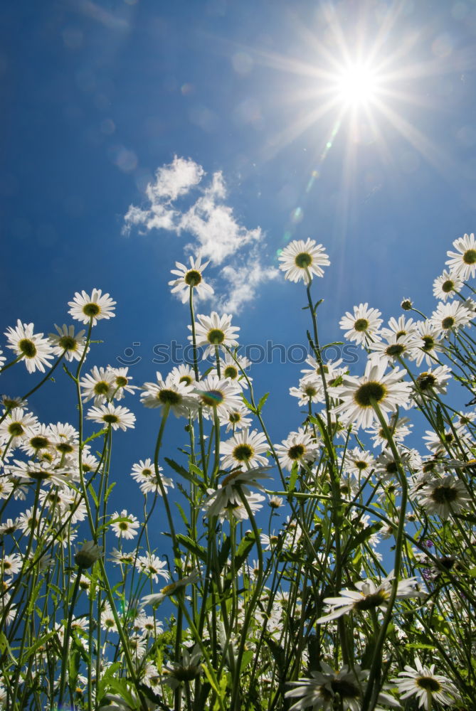 Similar – flower meadow Summer Sun