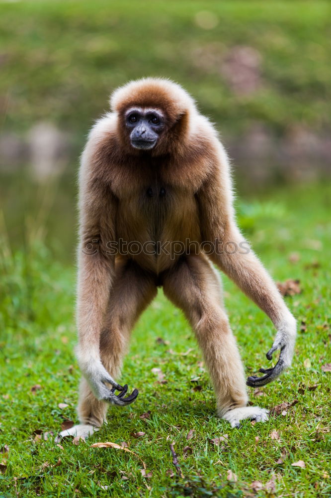 Similar – Image, Stock Photo Close up portrait of collared mangabey