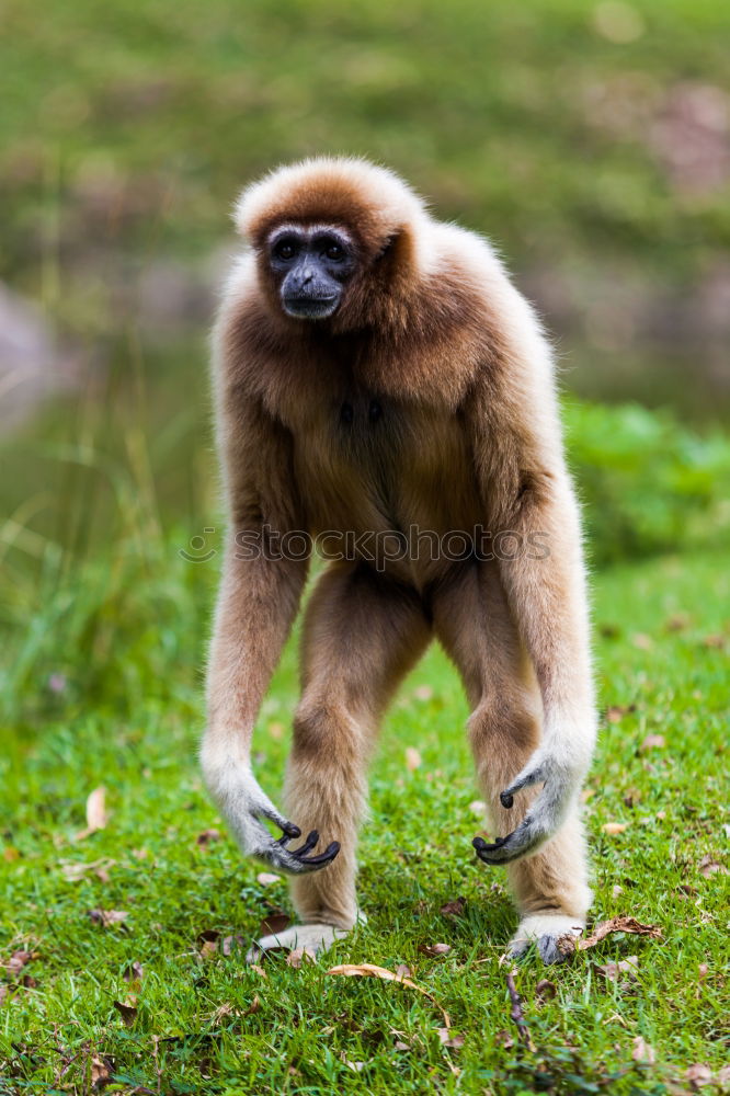 Similar – Image, Stock Photo Close up portrait of collared mangabey