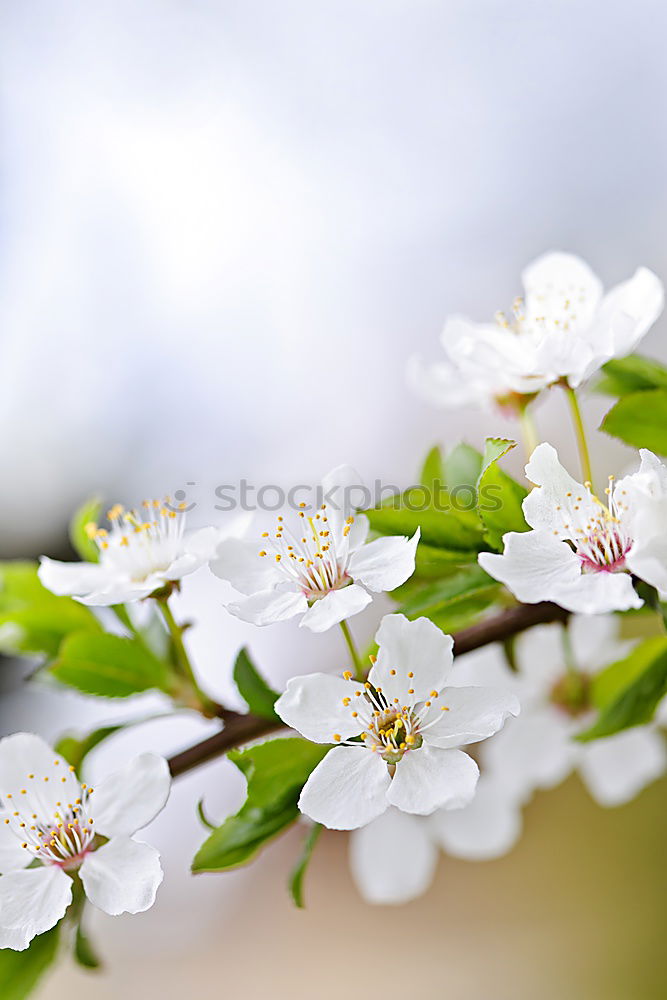 Similar – Image, Stock Photo Apple Tree Flowers