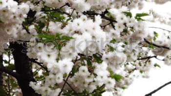 Similar – Foto Bild kalt Natur Winter Eis