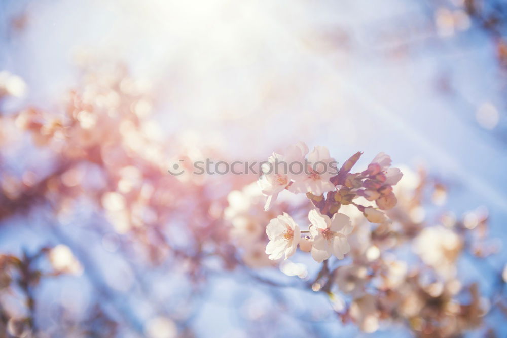 Similar – bougainvillea Summer