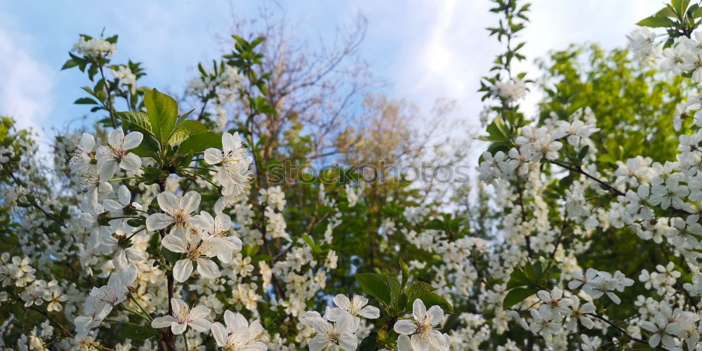 Similar – apple tree blossoms