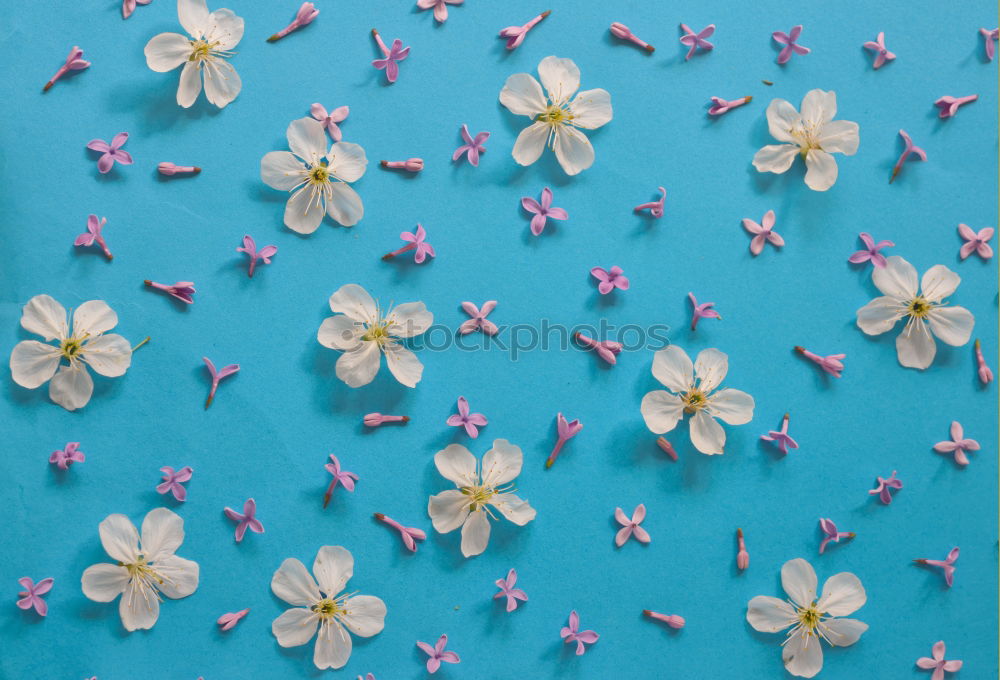 Similar – Image, Stock Photo Bowl with blue bath salt, shovel and flowers.