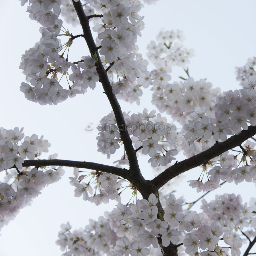 Similar – apple tree blossoms