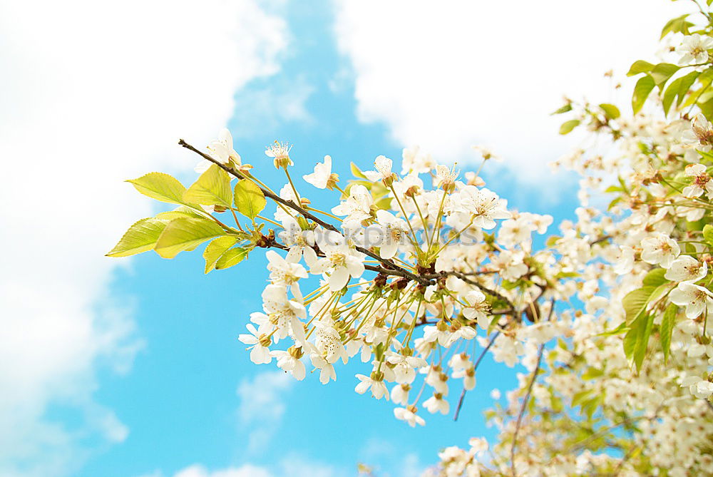 Similar – Image, Stock Photo clematis Flower Blossom