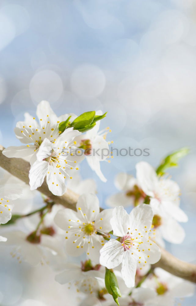 Similar – Image, Stock Photo …spring will come Spring