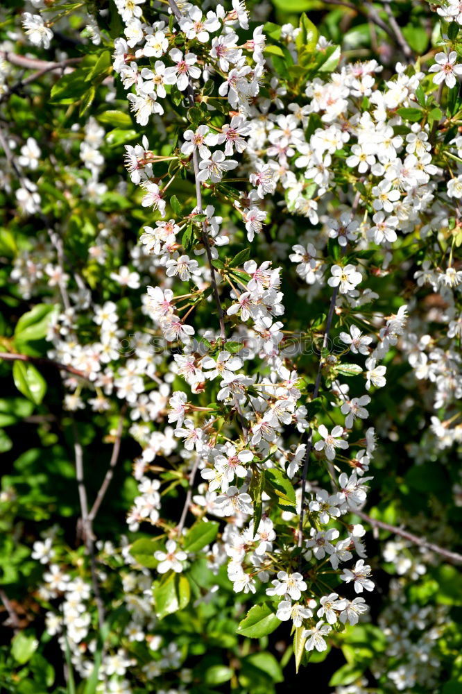 Blütengrün Baum Wiese Gras