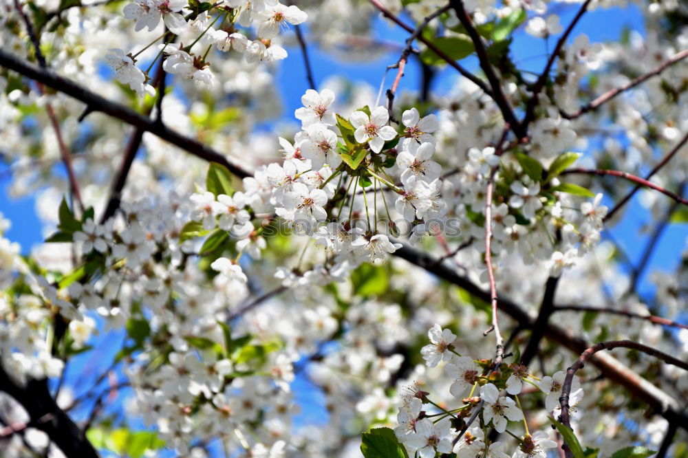 Similar – Foto Bild Spring in bloom springen