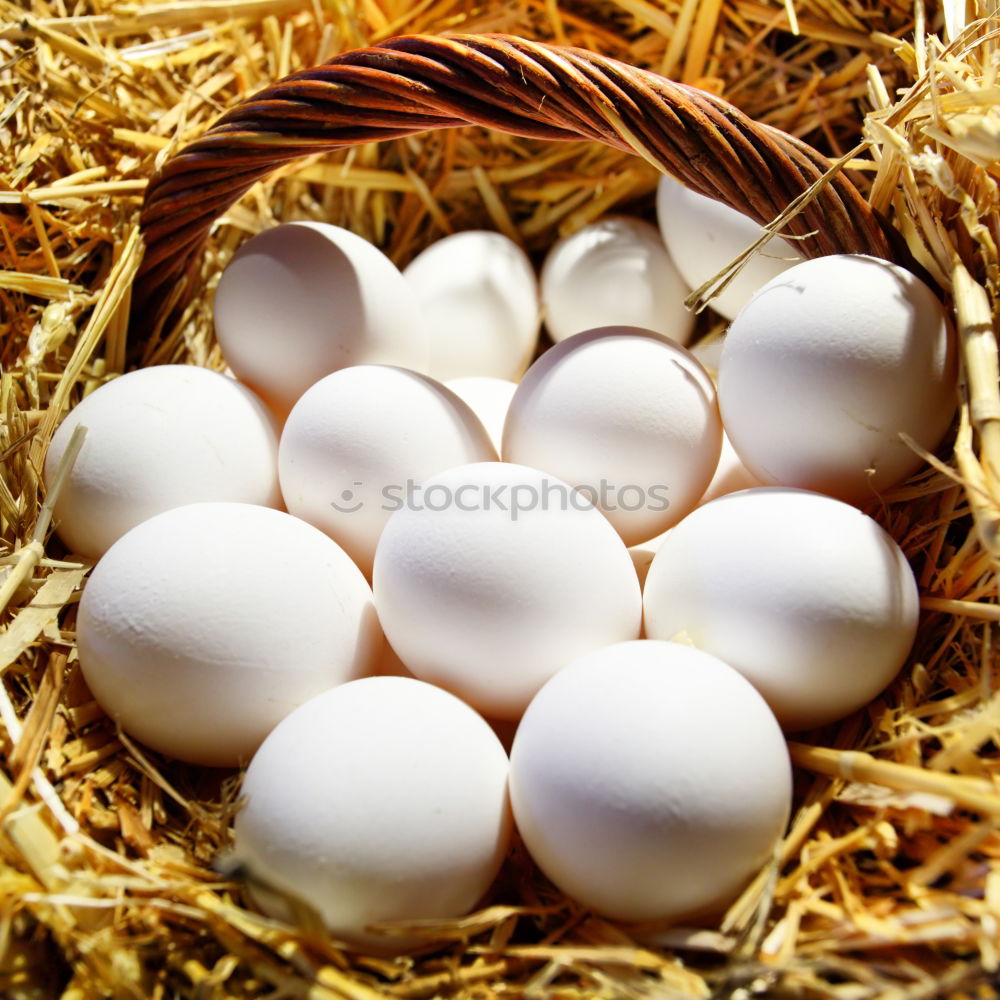 Similar – Natural eggs in nest