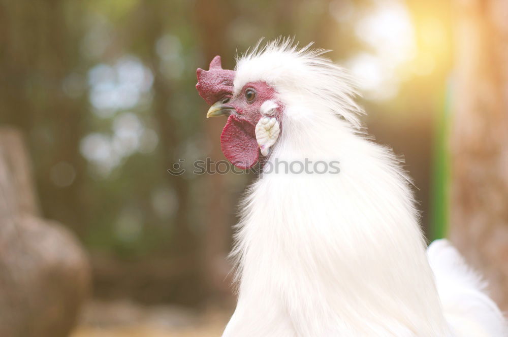 Similar – Image, Stock Photo teenage hen chicken fowls