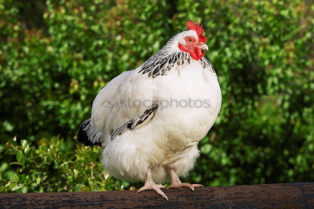 Similar – cockscomb Animal Rooster