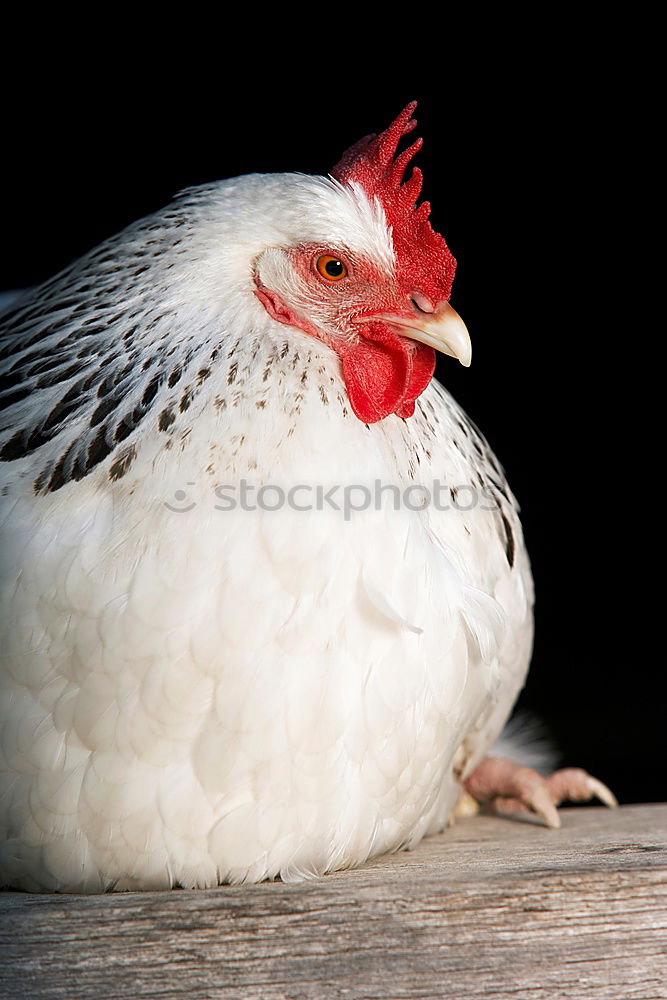 Similar – Close-up of rooster facing the camera