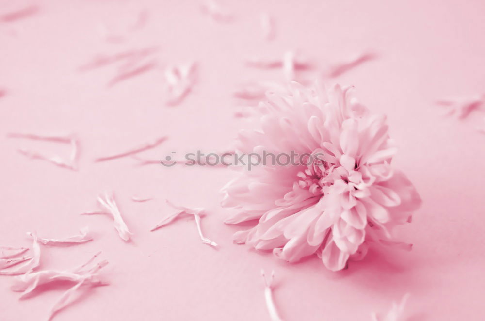 Similar – Lavender bouquet on pink-pink background