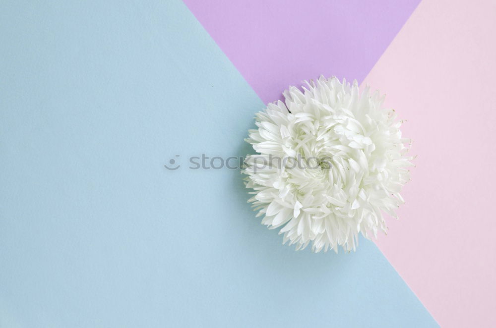 Image, Stock Photo picked bellis lies on bright neutral background