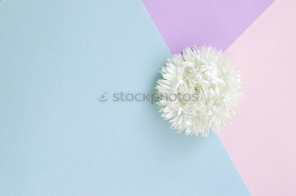 Similar – Image, Stock Photo picked bellis lies on bright neutral background