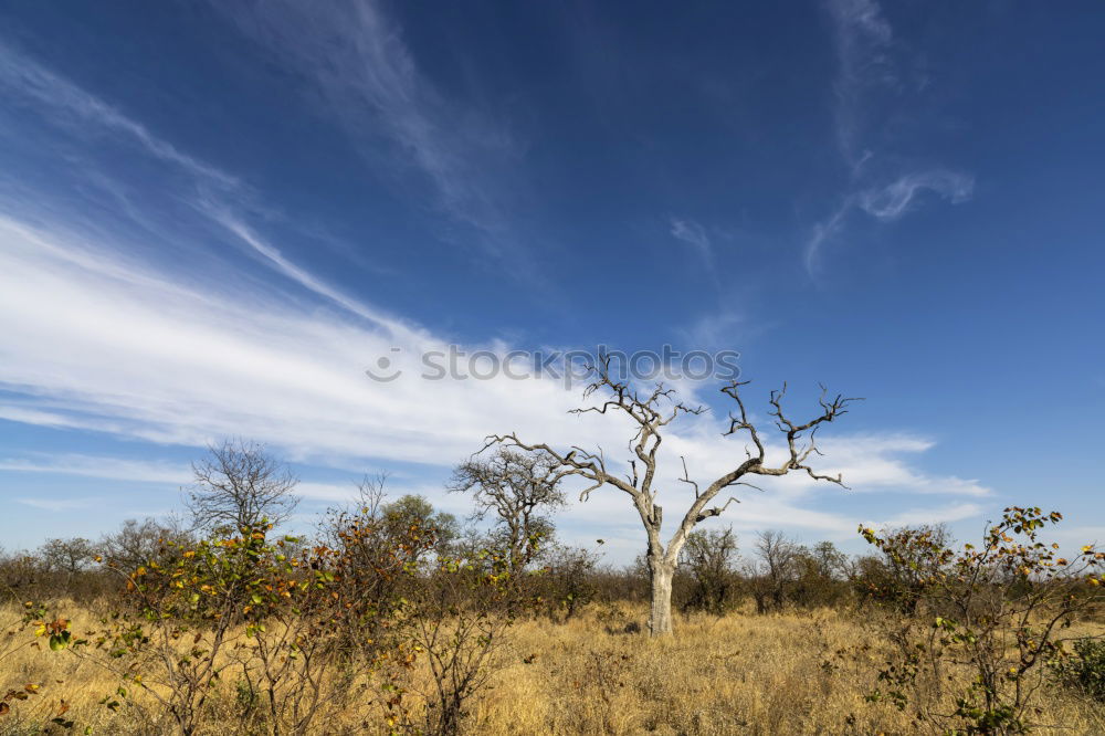 Similar – Image, Stock Photo impalas Wild animal