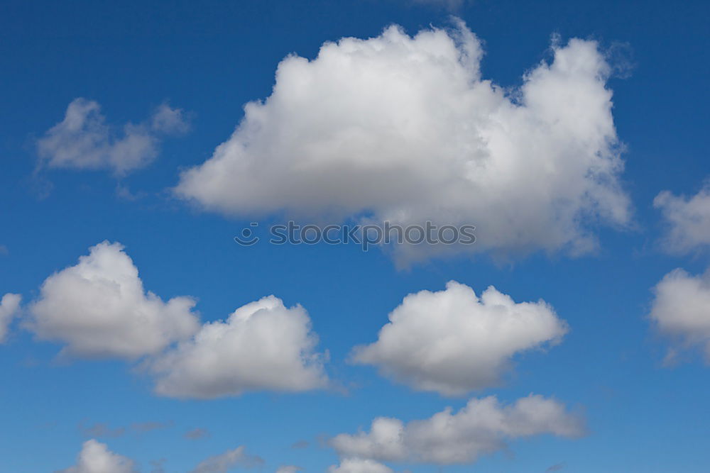 Similar – Image, Stock Photo dried flowers Summer Sky