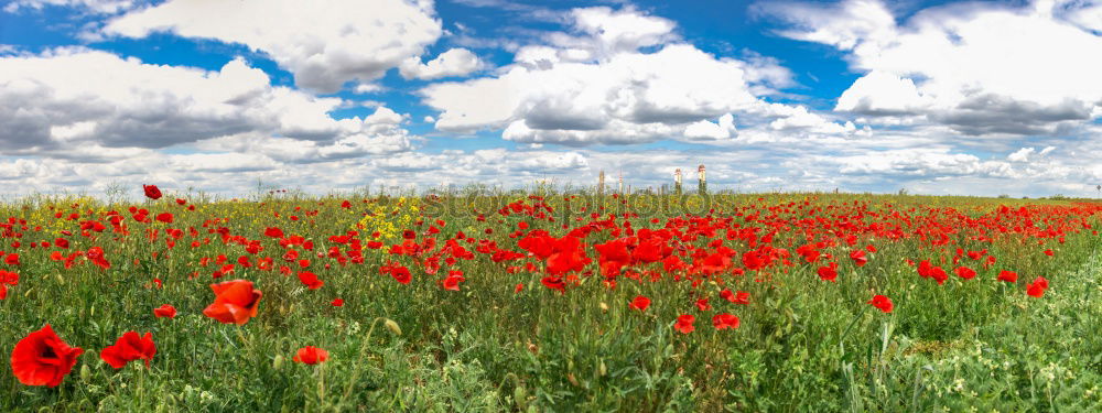 Similar – Image, Stock Photo red-green Beautiful Nature