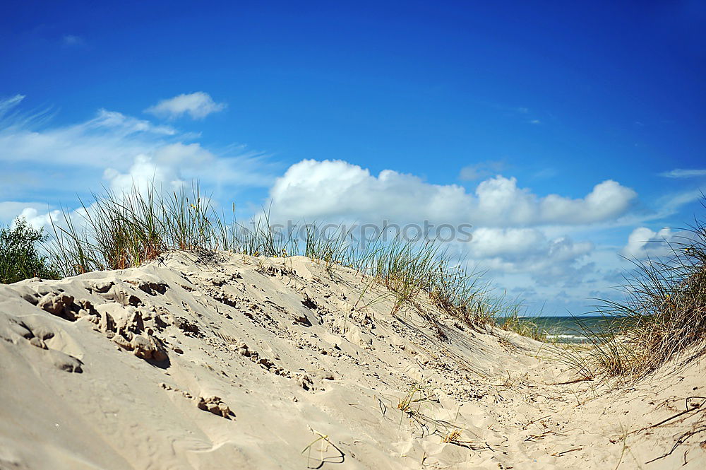 Similar – Strandläufer auf Amrum