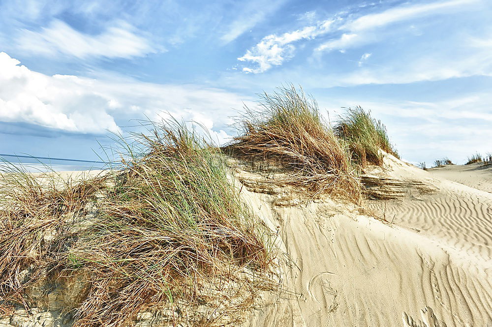 Similar – dune grass Ocean Grass