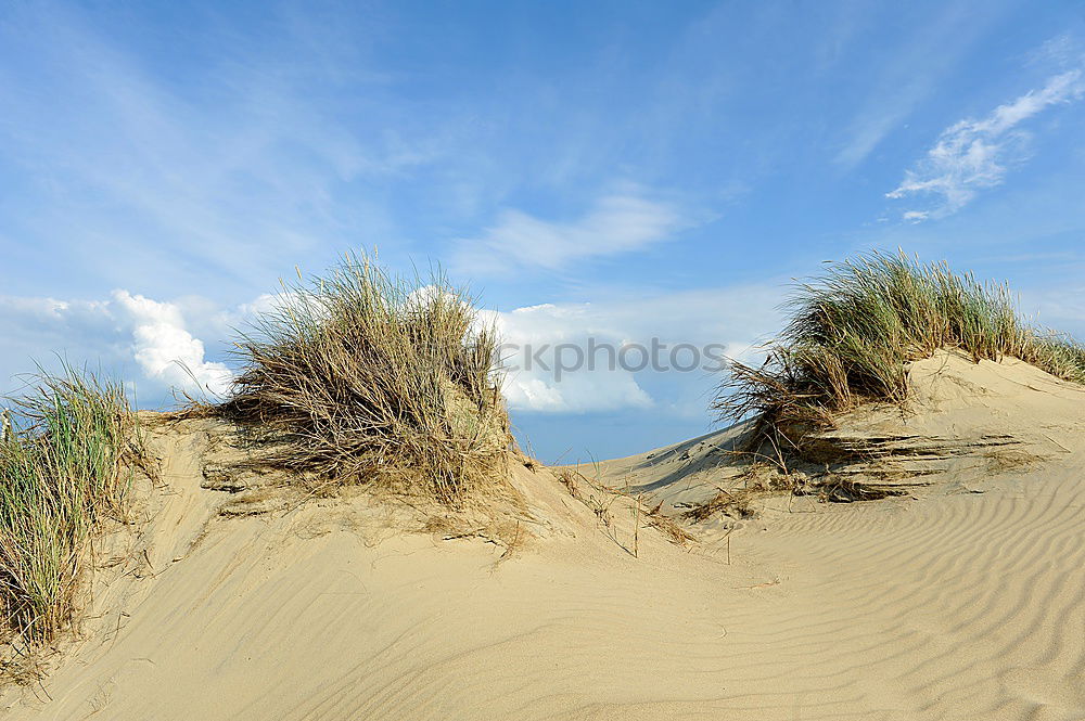 Similar – Strandläufer auf Amrum