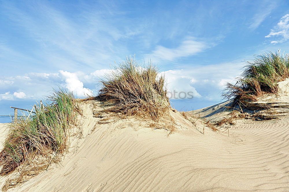 Similar – Strandläufer auf Amrum