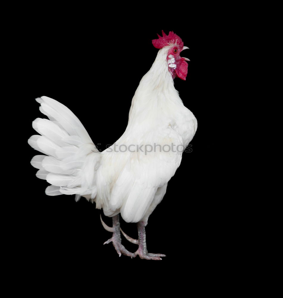 Similar – Image, Stock Photo Young cock between young chickens