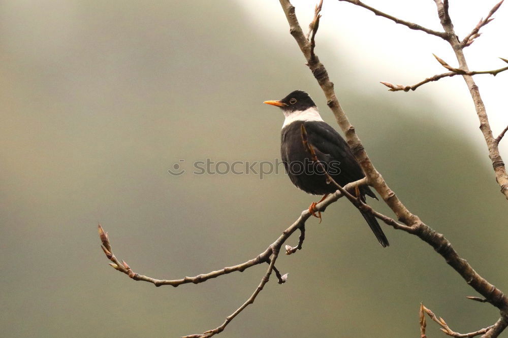 Similar – Image, Stock Photo Blackbird in a tree