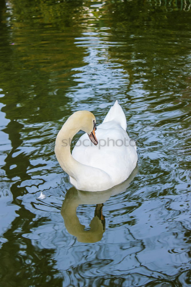 Similar – schwan im eimer Natur Baum