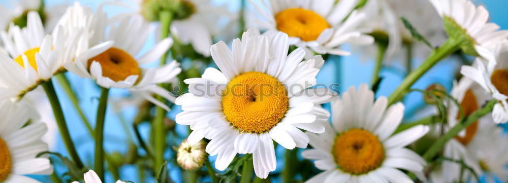 Similar – Image, Stock Photo Zipper Daisy Flower