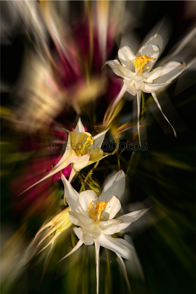 Similar – Image, Stock Photo anew Plant Spring Bushes