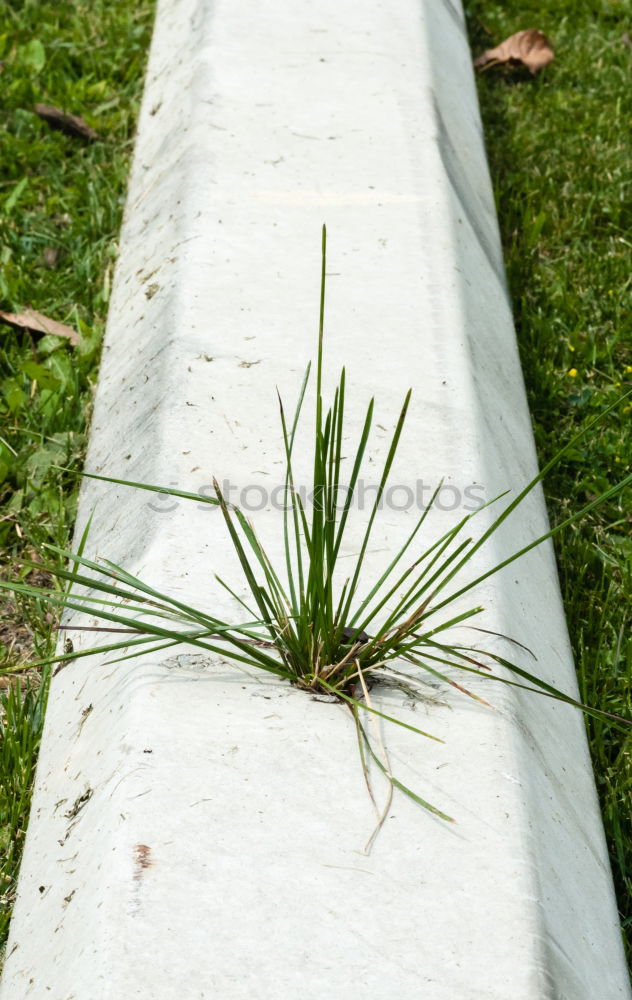 Similar – Image, Stock Photo weeds Environment Nature