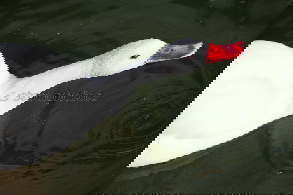 Similar – Image, Stock Photo The Diver Goose Pond White