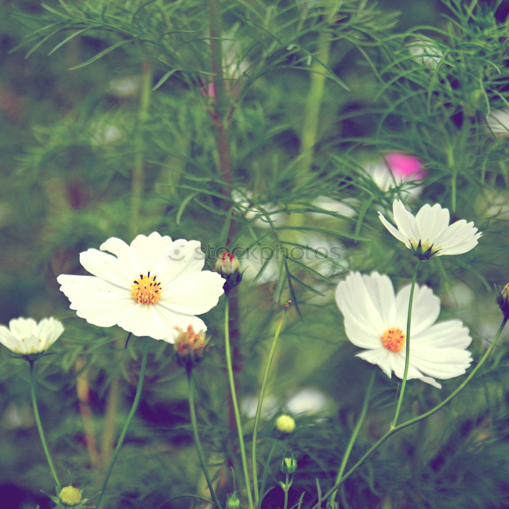 Similar – Mauer Flower Blume Gemälde