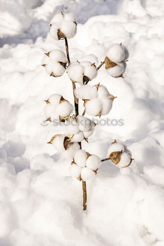 Similar – Image, Stock Photo Winter | Spring