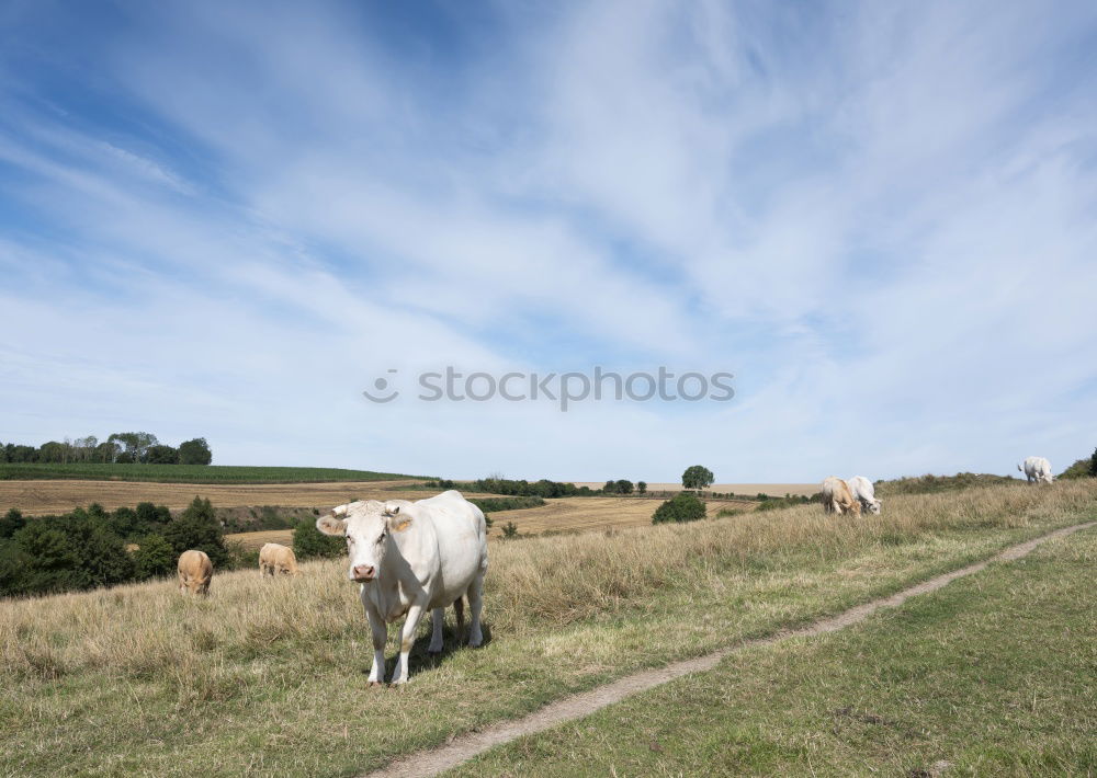 Image, Stock Photo Roast lamb very fresh …