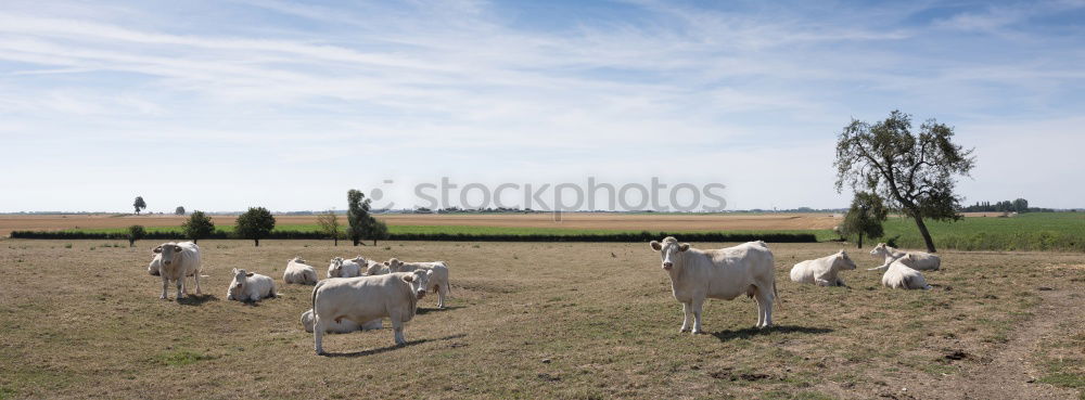 Similar – Image, Stock Photo sheep Sheep Autumn Meadow