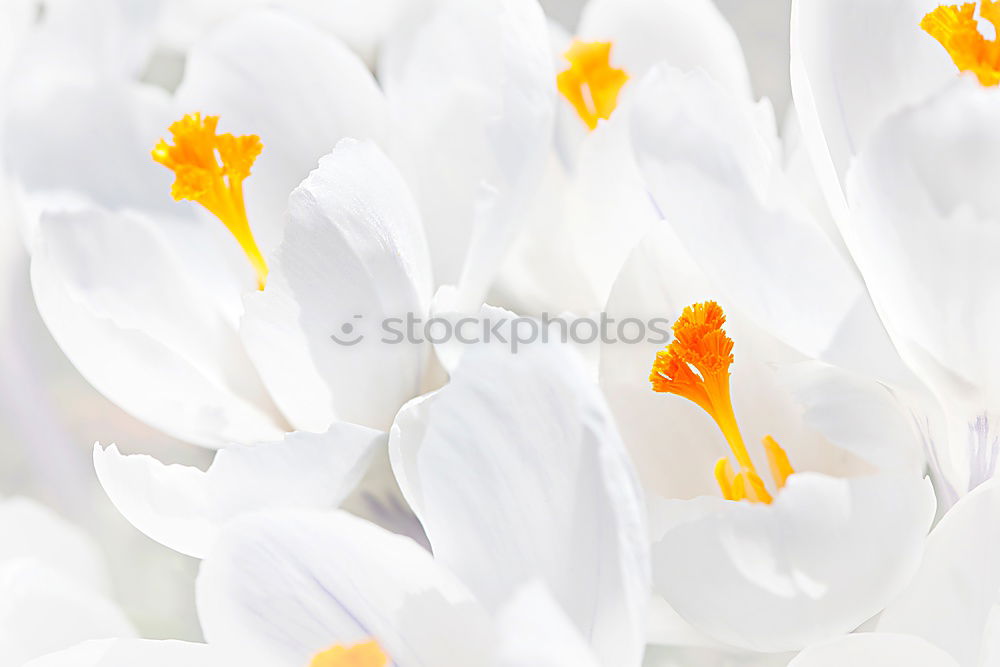 Similar – Image, Stock Photo Spring flowers on turquoise blue background