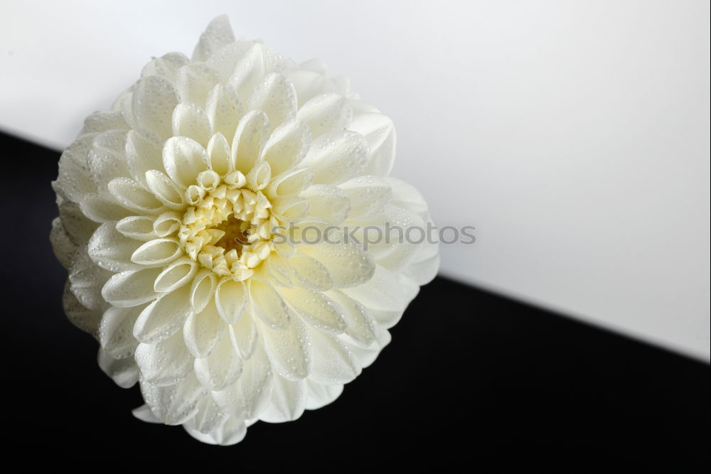 Similar – White peony; Paeonia lactiflora