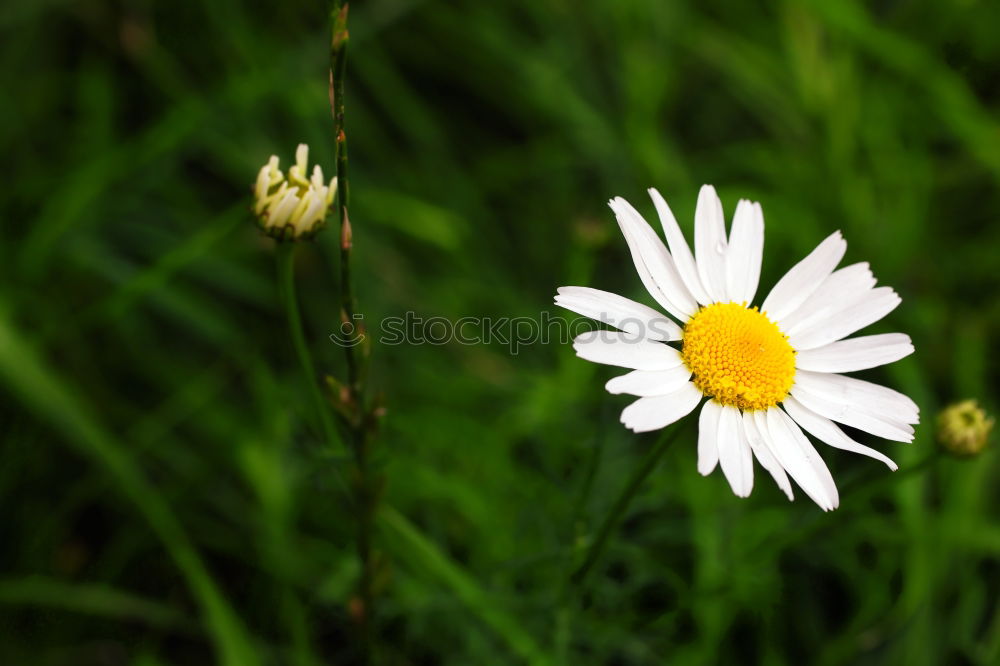 Similar – Blümchenfotografie 1 Wiese