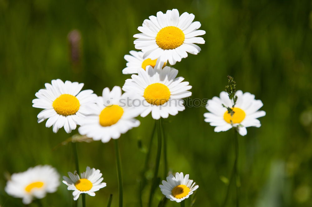 Similar – Gänseblümchen Blume Wiese