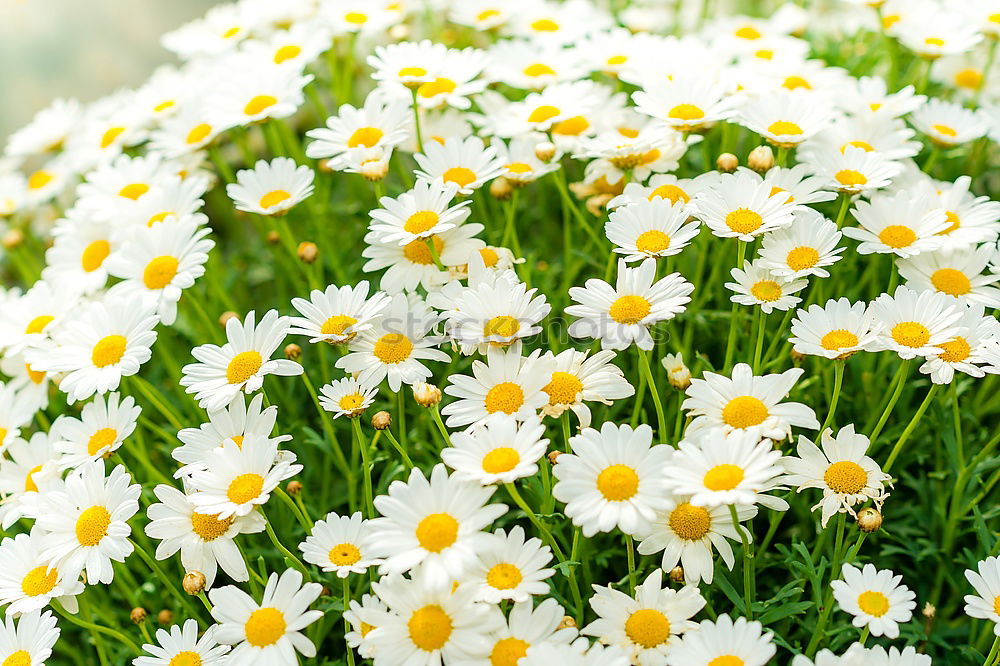 Similar – Image, Stock Photo Daffodils in the field