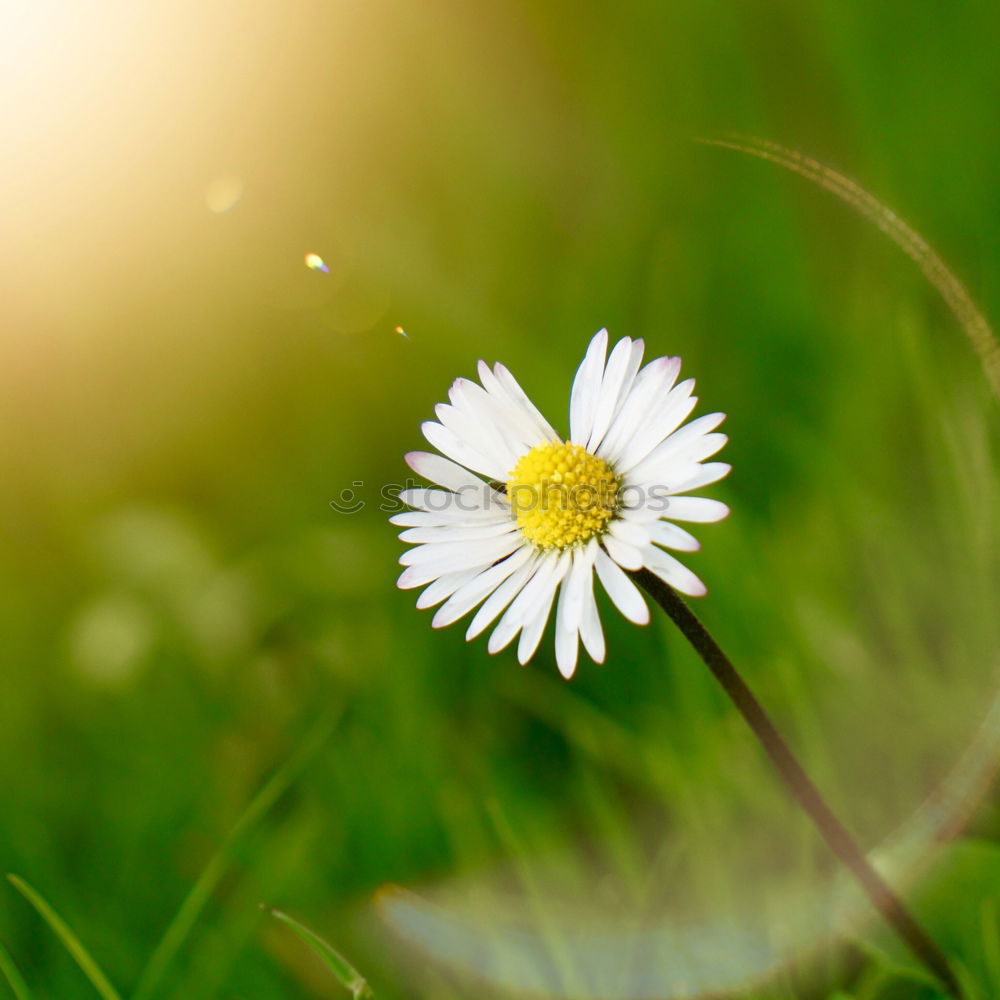 Similar – Image, Stock Photo Mother’s Day Well-being